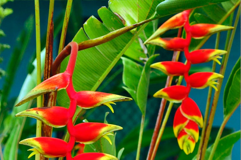 Flor Heliconia de Costa Rica